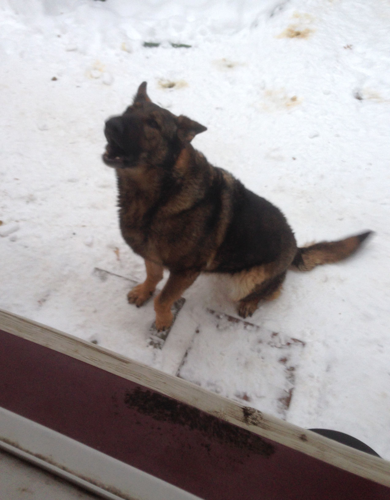Kiara at window
